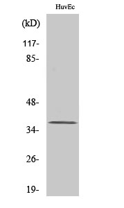 Rabbit Polyclonal Antibody to ZFP36L1