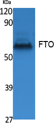 Rabbit Polyclonal Antibody to FTO