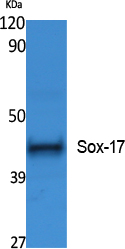 Rabbit Polyclonal Antibody to SOX17