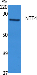 Rabbit Polyclonal Antibody to NTT4