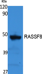 Rabbit Polyclonal Antibody to RASSF8