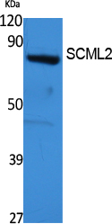 Rabbit Polyclonal Antibody to SCML2