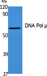 Rabbit Polyclonal Antibody to DNA Polymerase mu