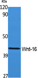 Rabbit Polyclonal Antibody to Wnt16