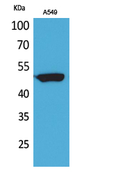 Rabbit Polyclonal Antibody to FOXA