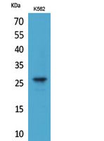 Rabbit Polyclonal Antibody to FGF8
