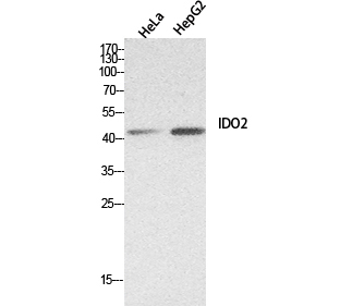 Rabbit Polyclonal Antibody to IDO 2