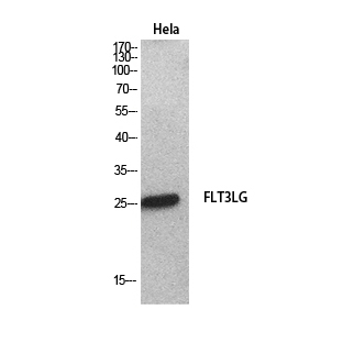 Rabbit Polyclonal Antibody to Flt3 Ligand
