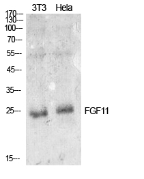 Rabbit Polyclonal Antibody to FGF11