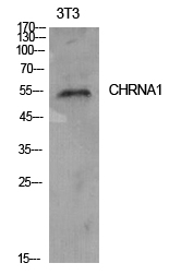 Rabbit Polyclonal Antibody to AChR alpha1