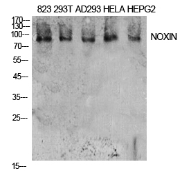 Rabbit Polyclonal Antibody to NOXIN
