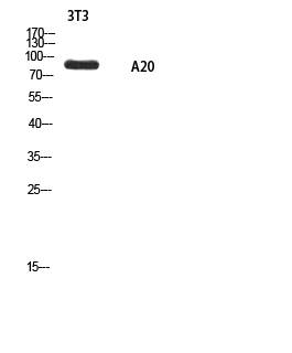 Rabbit Polyclonal Antibody to ANKRD20A1
