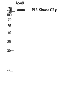 Rabbit Polyclonal Antibody to PI3 Kinase C2 gamma