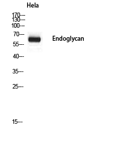 Rabbit Polyclonal Antibody to Endoglycan