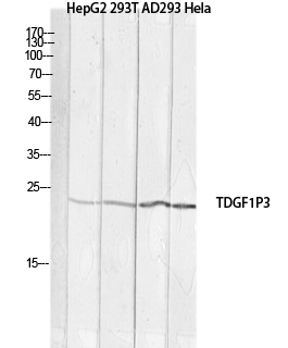 Rabbit Polyclonal Antibody to Cripto 3