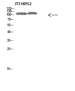 Rabbit Polyclonal Antibody to Collagen XXVIII alpha 1