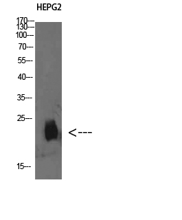 Rabbit Polyclonal Antibody to Plasminogen Receptor