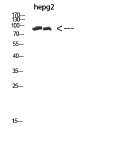 Rabbit Polyclonal Antibody to Cactin