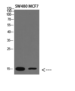 Rabbit Polyclonal Antibody to RPA3