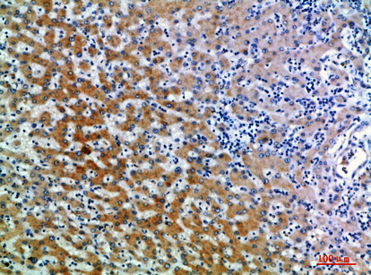 Rabbit Polyclonal Antibody to CD109