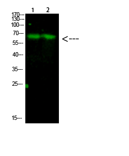 Rabbit Polyclonal Antibody to HRPT2