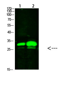 Rabbit Polyclonal Antibody to KCTD7