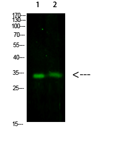 Rabbit Polyclonal Antibody to TNFAIP8L3