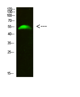 Rabbit Polyclonal Antibody to GCM2