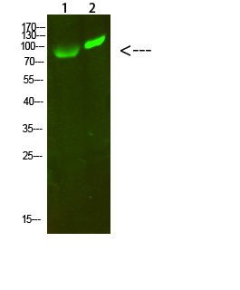 Rabbit Polyclonal Antibody to MAP4K2/3