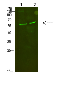 Rabbit Polyclonal Antibody to C8 alpha