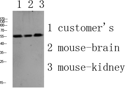 Rabbit Polyclonal Antibody to PLD4