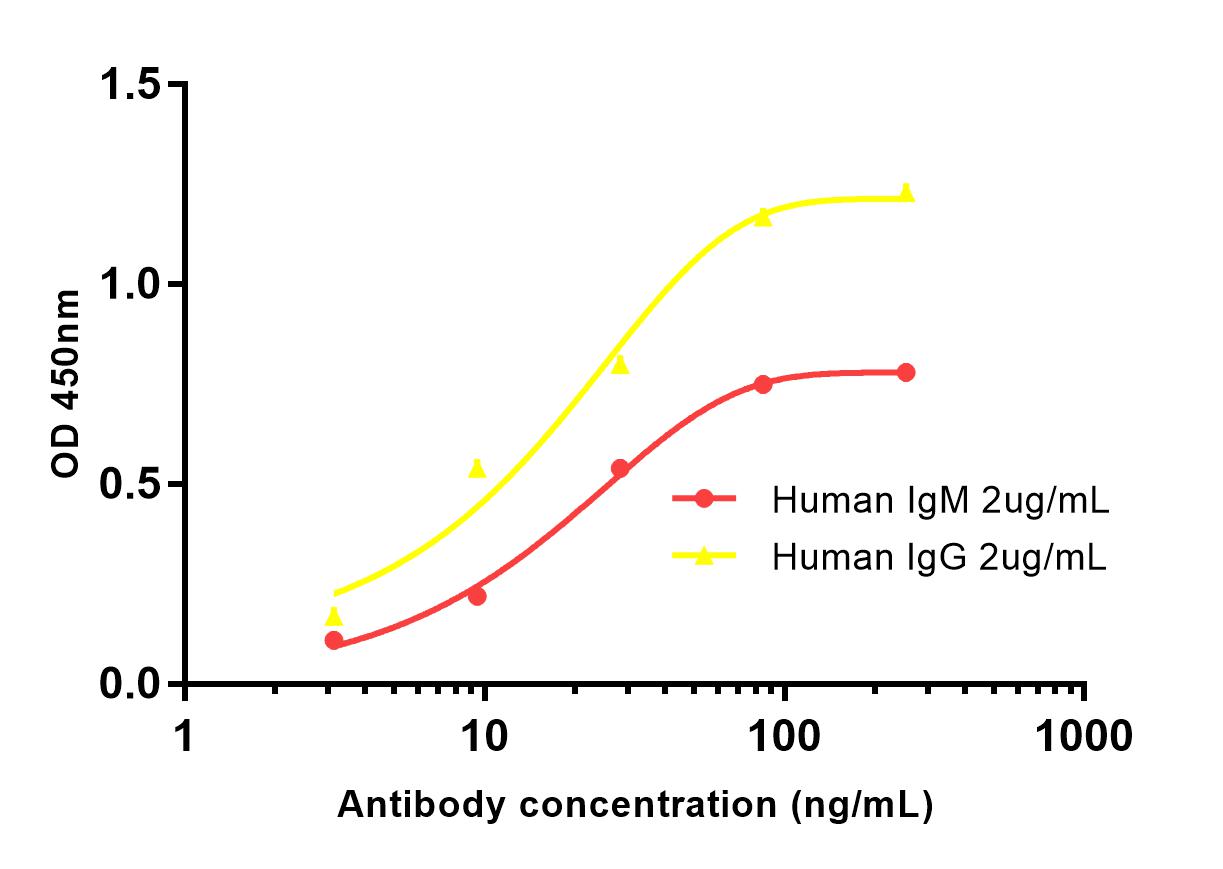 Rabbit Polyclonal Antibody to Human kappa Light Chain