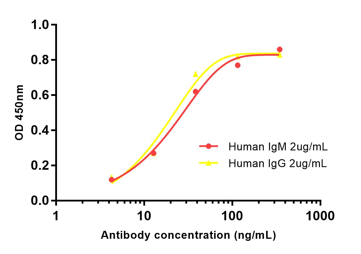 Rabbit Polyclonal Antibody to Human lambda Light Chain