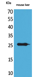 Rabbit Polyclonal Antibody to TNF alpha