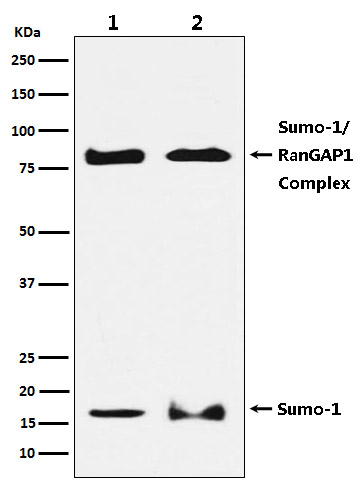 Rabbit Polyclonal Antibody to SUMO1