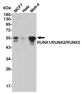 Rabbit Polyclonal Antibody to RUNX