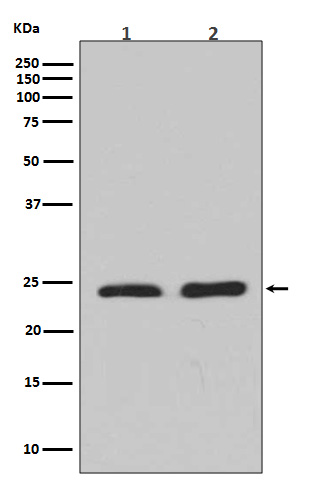 Rabbit Polyclonal Antibody to RhoA/B/C