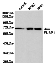 Rabbit Polyclonal Antibody to FUBP1