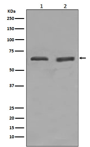 Rabbit Polyclonal Antibody to YY1