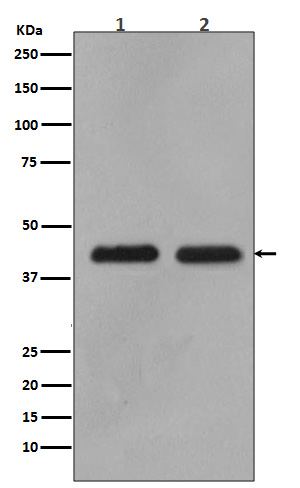 Rabbit Polyclonal Antibody to MEK1/2
