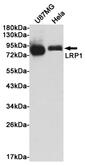 Rabbit Polyclonal Antibody to LRP1