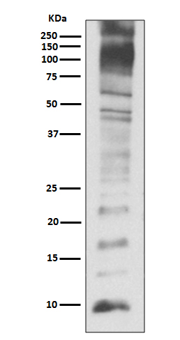 Rabbit Polyclonal Antibody to Ubiquitin