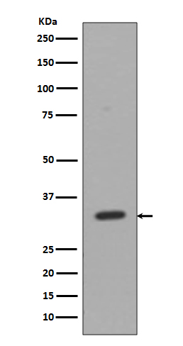 Rabbit Polyclonal Antibody to CD8 alpha