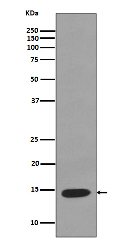 Rabbit Polyclonal Antibody to Lysozyme