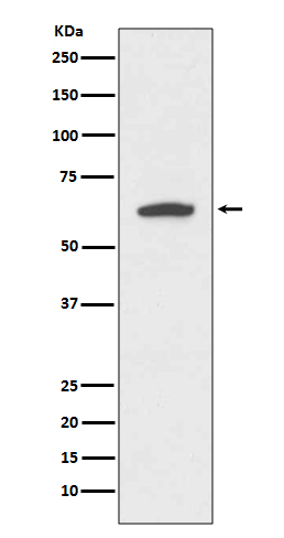 Rabbit Polyclonal Antibody to Cytokeratin 9