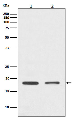 Rabbit Polyclonal Antibody to Histone H3