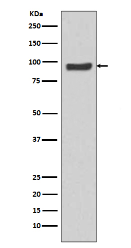 Rabbit Polyclonal Antibody to SP1