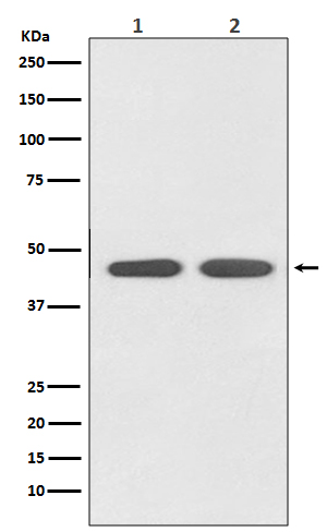 Rabbit Polyclonal Antibody to Angiotensin II Type 1 Receptor