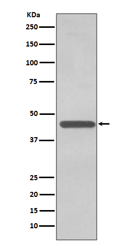 Rabbit Polyclonal Antibody to TDP 43