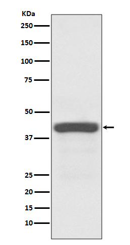 Rabbit Polyclonal Antibody to ATG3